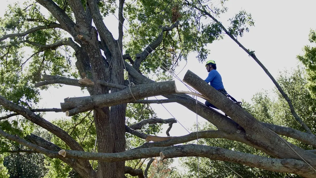 Professional Crown Thinning performed by certified arborists in Quapaw